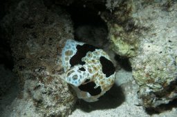 20010618_Abu_Dabab_Nacht_0031